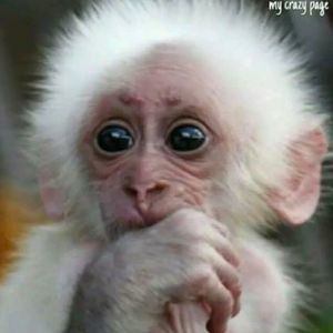 Meet your Posher, Toni